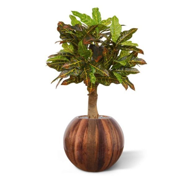 ongeveer 40 cm breed en laat zich prima plaatsen in smalle hoge potten maar ook in lage sierpotten. Standaard wordt deze Croton geleverd op een houten voetje