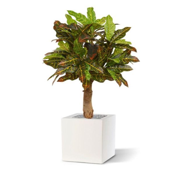 zodat hij makkelijk in een van afgebeelde sierpotten te plaatsen is.