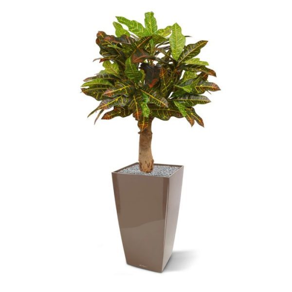 Niet van echt te onderscheiden is deze Croton 65 cm op voet. De grote verscheidenheid aan bladgrootte en bladprint zorgen ervoor dat deze kunstplant een echte eye-catcher is. Gebouwd op een dikke houten stam is deze kunstplant 65 cm hoog