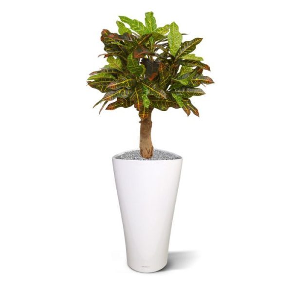 Croton kunstplant 65 cm op voet 8