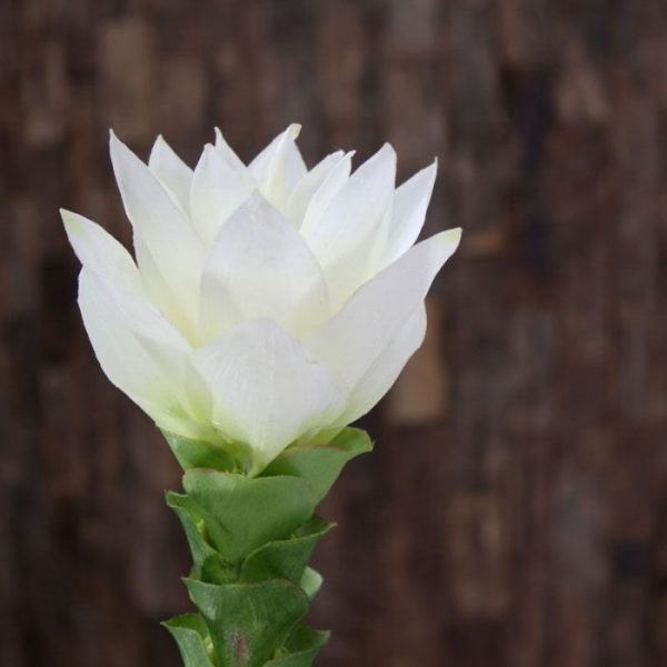 Kunstbloemen in combinatie met andere kunstbloemen