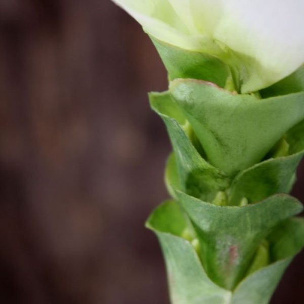 Kunst steelbloemen tot prachtige kunstboeketten worden verwerkt. De kunstbloem is opgebouwd uit 6 lagen en heeft een diameter van ongeveer 8 à 9 cm. De kunststeel heeft een totale lengte van ongeveer 46 cm. Extra aandacht gaat uit naar de groene onderzijde van de zijden kunstbloem van waaruit de witte bladeren zijn ontsproten. Dat maakt deze Curcuma een ware eye-catcher! Vanaf 12 stuks geldt een voordeel prijs.