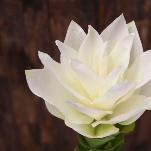 Curcuma-50-cm-wit-3 Curcuma 50 cm wit 3