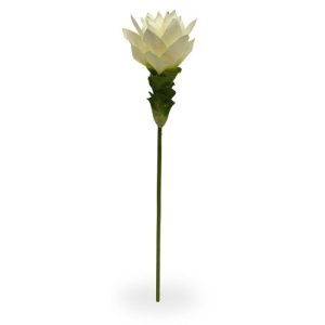 Van nature is de Curcuma een geneeskrachtige plant uit India. Bij ons wordt de kunst Curcuma als losse steel geleverd en kan als enkele steelbloem worden gepresenteerd of
