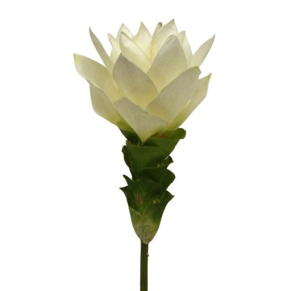 Curcuma-50-cm-wit-4 Curcuma 50 cm wit 4