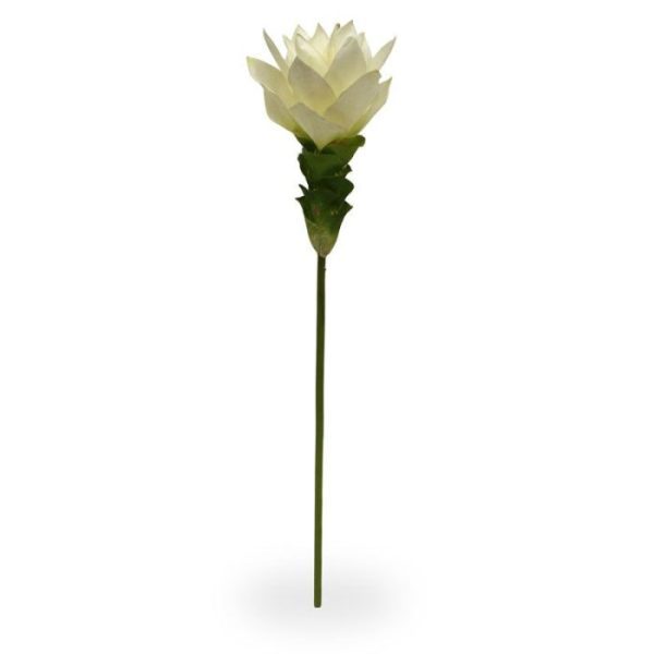 Curcuma 50 cm wit Van nature is de Curcuma een geneeskrachtige plant uit India. Bij ons wordt de kunst Curcuma als losse steel geleverd en kan als enkele steelbloem worden gepresenteerd of