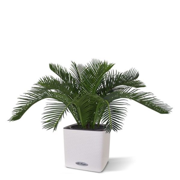 Kunstplanten zijn harde kunststof bladeren voelen ook net als de echte Cycas palmen!  De kunst Cycas is gemaakt van hoogwaardige materialen en heeft een hoogte van ongeveer 30 cm. De kunstplant heeft 11 natuurgetrouwe bladeren met een totale breedte van ongeveer 50 cm.  De palm wordt standaard geleverd in plastic pot