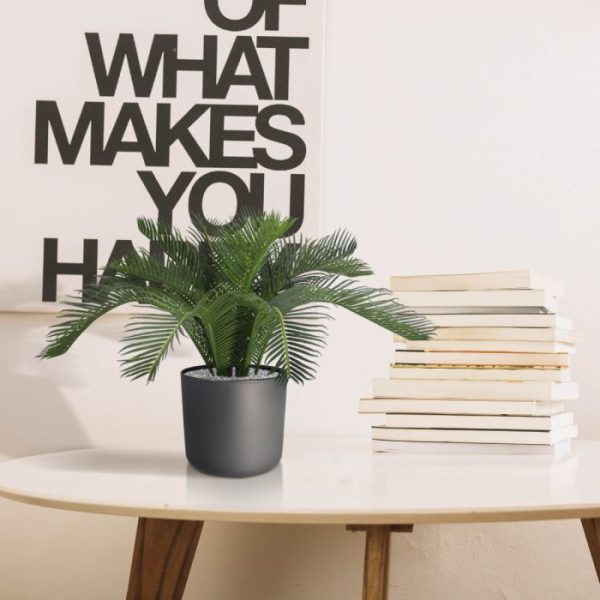 Cycas-Babypalm-N-45-cm-10 Cycas Babypalm N 45 cm 10