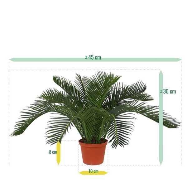 Cycas-Babypalm-N-45-cm-4 Cycas Babypalm N 45 cm 4