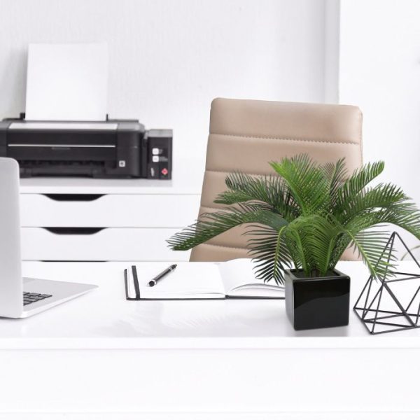 Cycas-Babypalm-N-45-cm-5 Cycas Babypalm N 45 cm 5