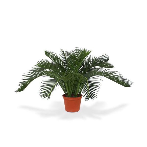 Cycas-Babypalm-N-45-cm-7 Cycas Babypalm N 45 cm 7