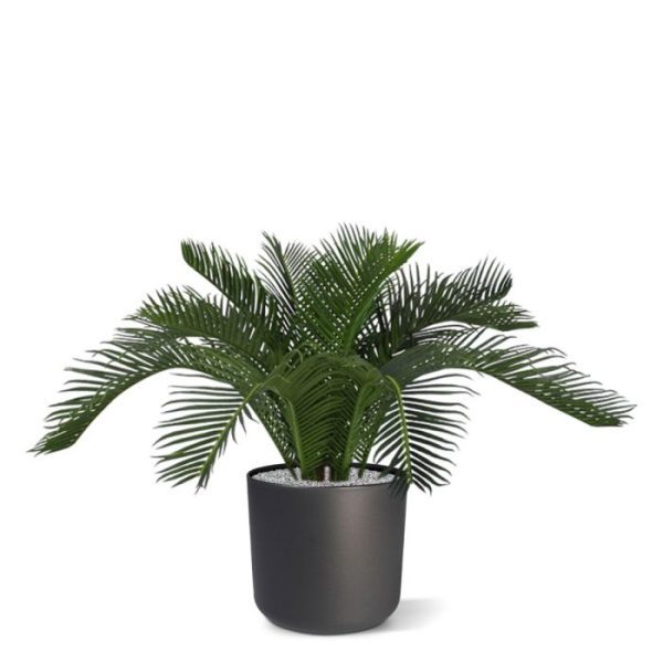 Cycas-Babypalm-N-45-cm-9 Cycas Babypalm N 45 cm 9