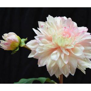 Deze schitterende kunst Dahlia steelbloem is net echt! De kunstbloem is opgebouwd uit een enkele steel met daarop een kunstzijden Dahlia bloem en een zijtak met een knop. De grote bloem meet ongeveer 10 cm breed en is zeer verfijnd nagemaakt. De kunst Dahlia wordt standaard als losse steel geleverd en kan daardoor makkelijk verwerkt worden tot prachtige kunstboeketten. De steel heeft een lengte van ongeveer 50 cm en is verkrijgbaar in het creme