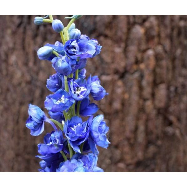 wordt als losse steelbloem geleverd en kan