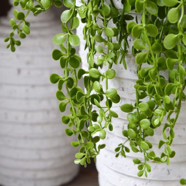 ovale blaadjes is deze Dischidia een echte sfeermaker! De kunsthanger is geheel vervaardigd uit kunststof