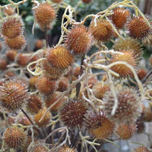 Kunst steelbloemen voorzien van stekels. De kunst Distel tak wordt standaard als losse steel geleverd en mag natuurlijk in geen enkel kunstzijden veldboeket ontbreken! De totale steel heeft een lengte van ongeveer 85 cm en een breedte van ongeveer 25 cm en is verkrijgbaar in groen en bruin. Vanaf 12 stuks profiteert u van een korting op de prijs.
