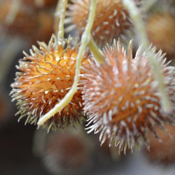 Distel-kunsttak-85-cm-bruin-3 Distel kunsttak 85 cm bruin 3