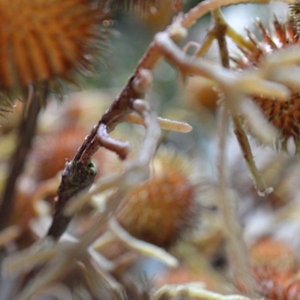 Distel-kunsttak-85-cm-bruin-4 Distel kunsttak 85 cm bruin 4