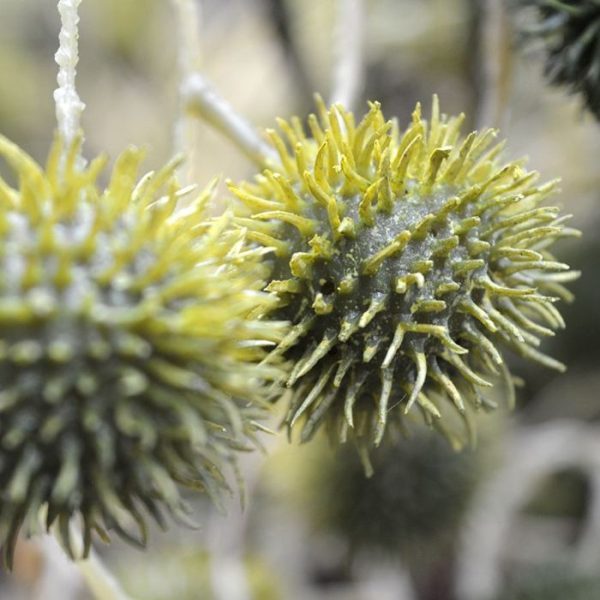 Distel-kunsttak-85-cm-groen-3 Distel kunsttak 85 cm groen 3