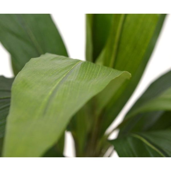 Draceana Boeket 60 cm groen Zie hier het groene Draceana boeket 60 cm. Het kunstboeket is opgebouwd uit een ijzeren kern waar de vele bladeren omheen zijn gemonteerd. Hierdoor krijgt de kunstplant een volle uitstraling. Extra aandacht is uitgegaan naar de delicate print van de bladnerf. Het kunstzijden Draceana boeket heeft