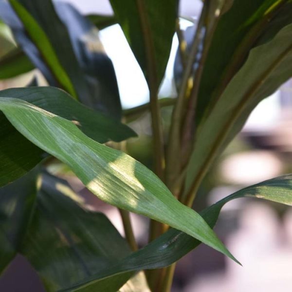 Kunstbomen dan mag u deze kunsttopper absoluut niet missen! Waar u deze sfeervol en perfect nagebootste natuurgetrouwe kunstplant ook zet….. succes bij uw bezoekers verzekerd! Dankzij zijn hoge