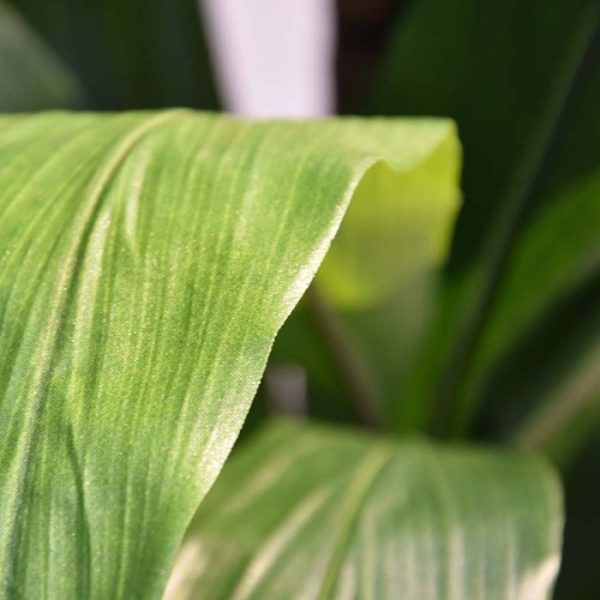 Groene kunstbomen maar slanke en ranke uiterlijk met mooie