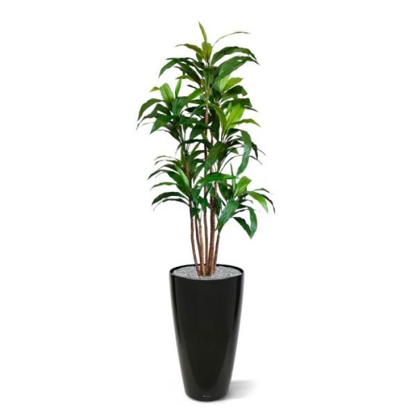 Draceana-Fragrans-XL-kunstboom-170-cm-4 hoge plek. Deze schitterende en nauwelijks van echt te onderscheiden kopie van de Draceana Fragrans lijkt wel heel erg veel op het echte exemplaar. Extra aandacht en hoge kwaliteit is gegeven aan de 7 kronkelende stammen