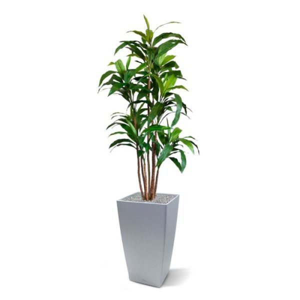 Draceana-Fragrans-XL-kunstboom-170-cm-5 die net op echt hout lijken