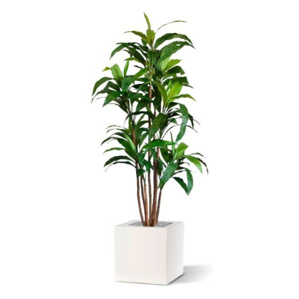 Draceana-Fragrans-XL-kunstboom-170-cm-6 en de langwerpige diepgroene kunstzijden bladeren die van hoge kwaliteit zijn. Door de buigzame constructie in de bladeren kunt u de plant nog naar eigen wens modelleren. Door zijn vormgeving past te Draceana perfect in smalle