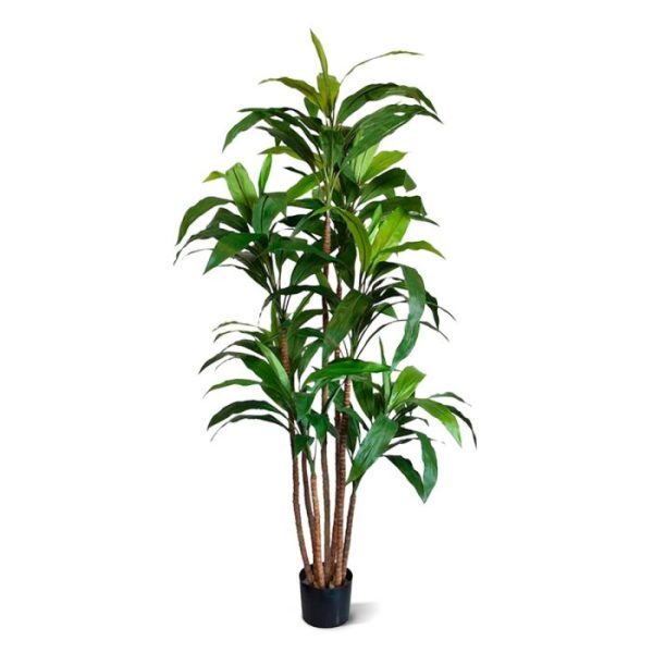 Draceana Fragrans XL kunstboom 170 cm Ooit zo'n mooie en levensecht nagemaakte Dracaena van het soort Fragrans in XL formaat gezien? Nee