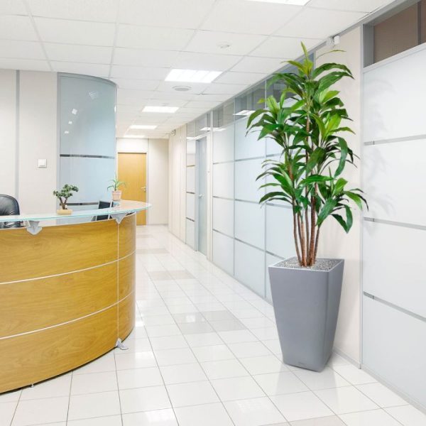 Draceana-Fragrans-XL-kunstboom-170-cm-8 Draceana Fragrans XL kunstboom 170 cm 8