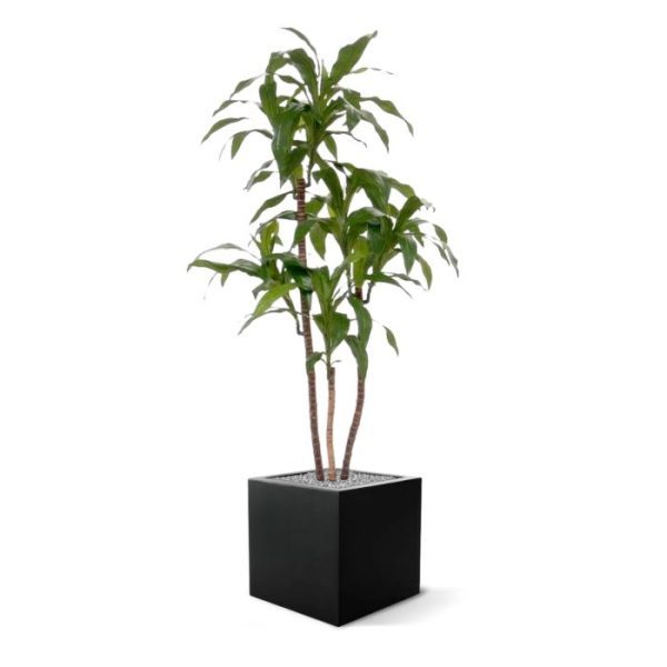 Groene kunstbomen waarop maar liefst 6 koppen groeien. Standaard wordt de plant geleverd in een plastic binnen pot. Door de plant in een hoge sier pot te plaatsen zoals afgebeeld ontstaat een hele luxe combinatie voor op kantoor!