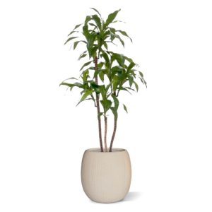 Deze schitterende kopie van de Draceana Fragrans lijkt wel heel erg veel op het echte exemplaar. Extra aandacht is gegeven aan de stammen