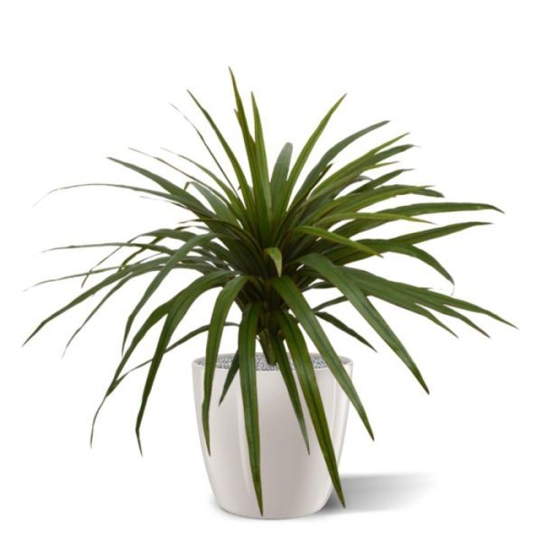 groene Draceana Marginata boeket. Het kunstboeket is opgebouwd uit 58 smalle