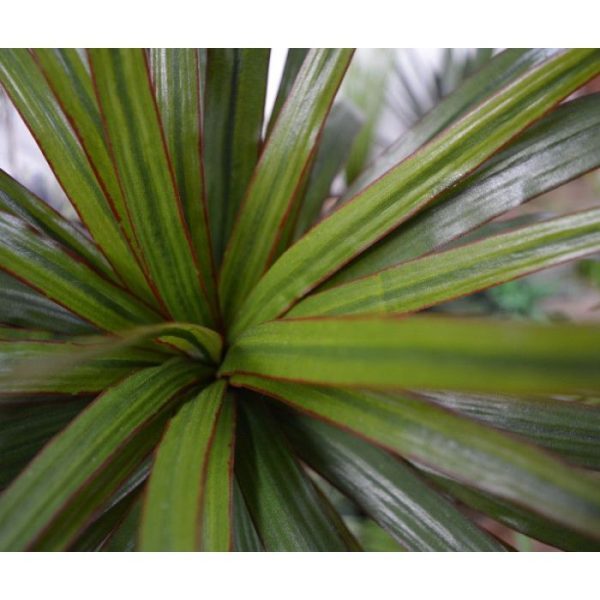 een hoogte van ongeveer 50 cm. De breedte is ongeveer 65 cm. Standaard wordt deze goed nagemaakte plant geleverd als steker (zonder pot)