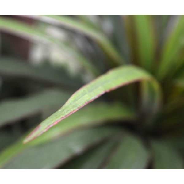 zodat deze makkelijk te verwerken is in mooie arrangementen en groene wanden.