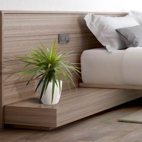 Draceana Marginata boeket 50 cm 7