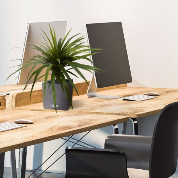 Draceana Marginata boeket 50 cm 8