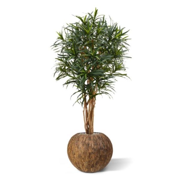 Kunstbomen dat versterkt wordt door de 9 echt houten stammen. De kunst Draceana Reflexa Anita is ongeveer 140 cm hoog