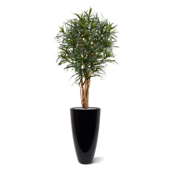 Draceana Reflexa Anita 145 cm kunstboom De Reflexa Anita kunstboom kenmerkt zich ten opzichte van de gewone Reflexa doordat de blaadjes langer en smaller zijn. Extra aandacht is uitgegaan naar het natuurlijke karakter