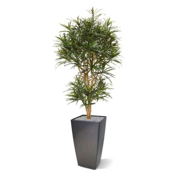 Kunstbomen dat versterkt wordt door de echt houten stammen. De kunst Draceana Reflexa Anita is ongeveer 160 cm hoog