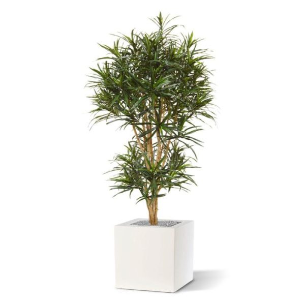 Groene kunstbomen 80 cm breed en geschikt voor een veelvoud aan potten. Standaard wordt de boom geleverd in een plastic pot. De kunstboom kan zowel in een hoge sierpot als in een lage bak geplaatst worden.
