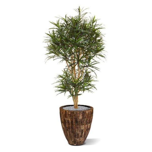 Draceana-Reflexa-Anita-160-cm-kunstboom-8 Draceana Reflexa Anita 160 cm kunstboom 8