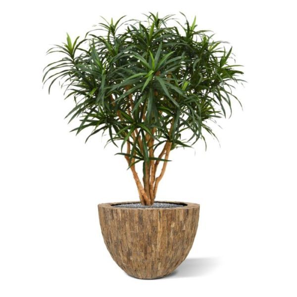 dat versterkt wordt door de 7 echt houten stammen. De kunst Draceana Reflexa Anita is ongeveer 120 cm hoog