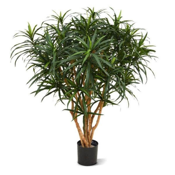 Draceana Reflexa Anita XL 120 cm 10