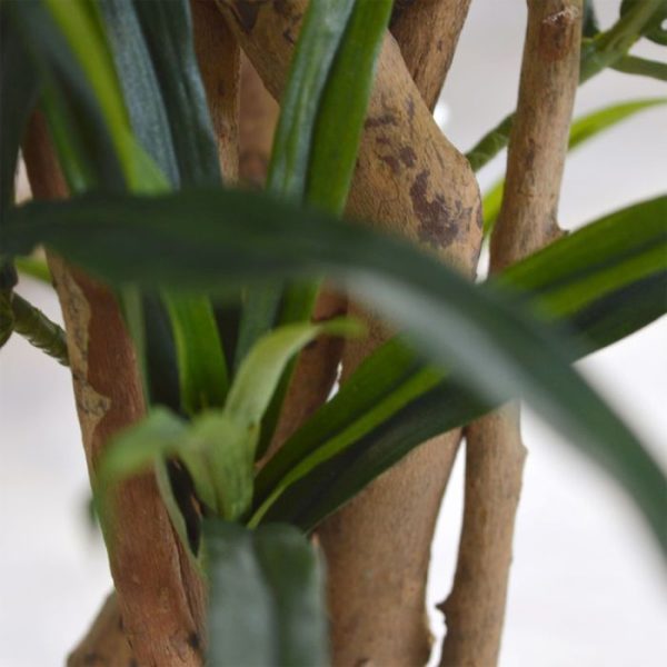 Draceana Reflexa Anita XL 120 cm 5