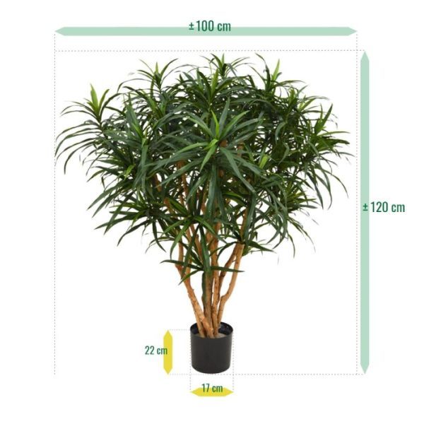 Draceana Reflexa Anita XL 120 cm 6