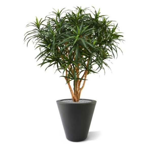 De Reflexa Anita XL kunstboom kenmerkt zich ten opzichte van de gewone Reflexa doordat de blaadjes langer en smaller zijn. Extra aandacht is uitgegaan naar het natuurlijke karakter