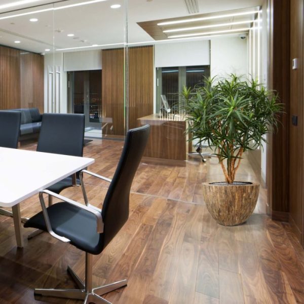 Draceana Reflexa Anita XL 120 cm 8