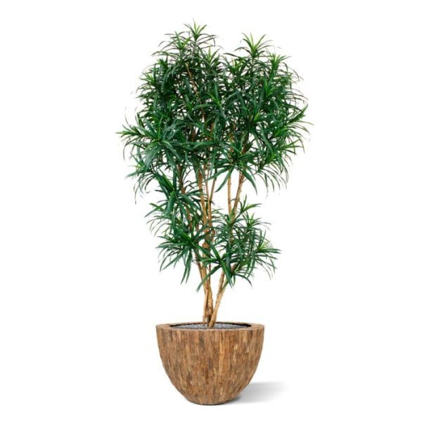 Kunstbomen dat veroorzaakt wordt door de meervoudige stammen van echt hout en de vele bladeren. De Draceana kunstboom is ongeveer 190 cm hoog